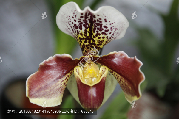 蘭花