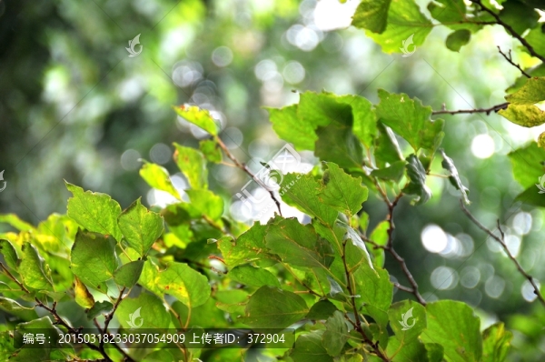 綠葉