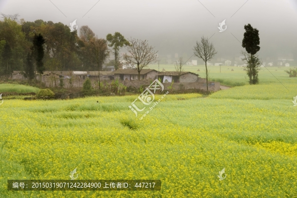云南羅平油菜花