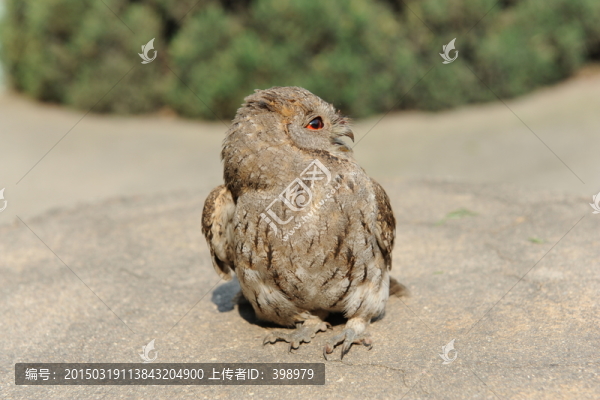 貓頭鷹