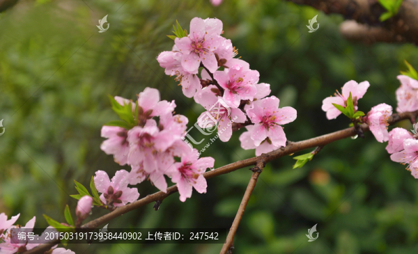 一枝桃花