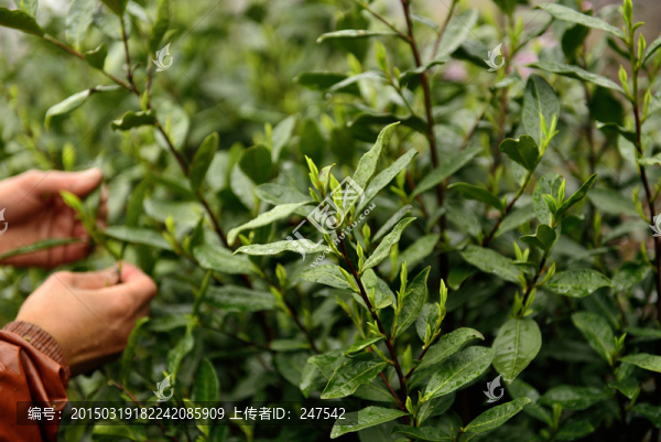 采茶,生態(tài)茶園,高山茶