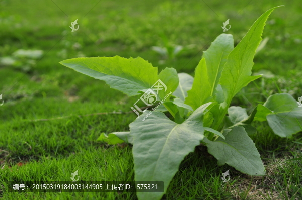 小草