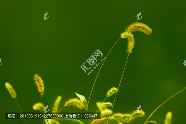 清新的小草