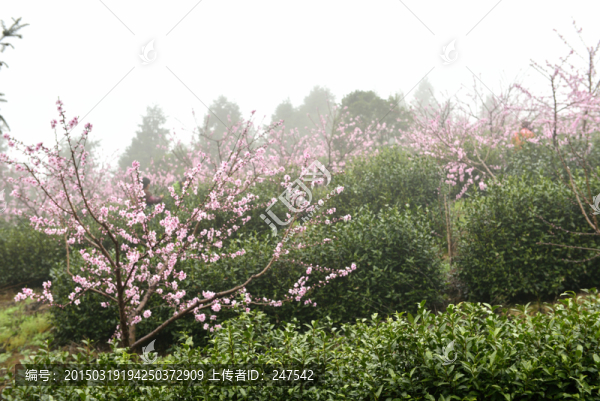 生態(tài)茶園,茶園,采茶