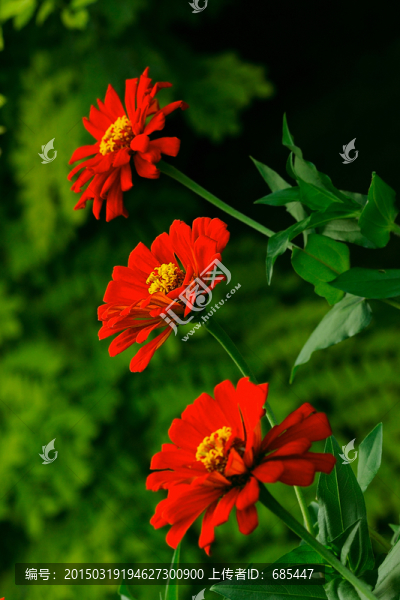 紅花