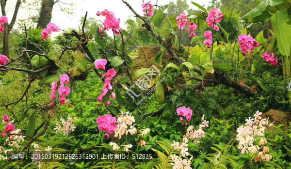 蘭花