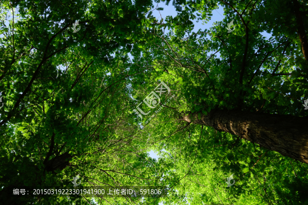 春天杉樹林