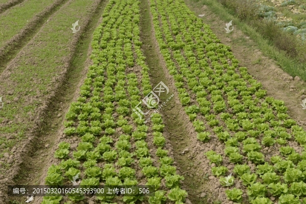 生菜