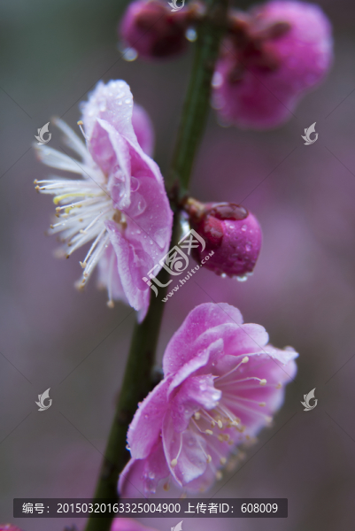 雨中臘梅