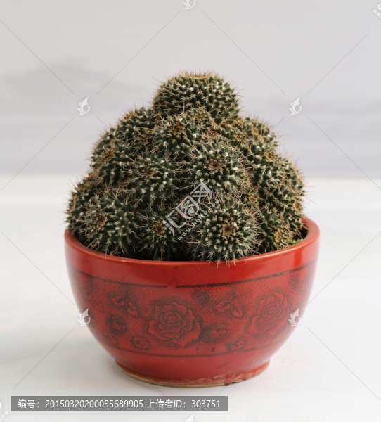 仙人球