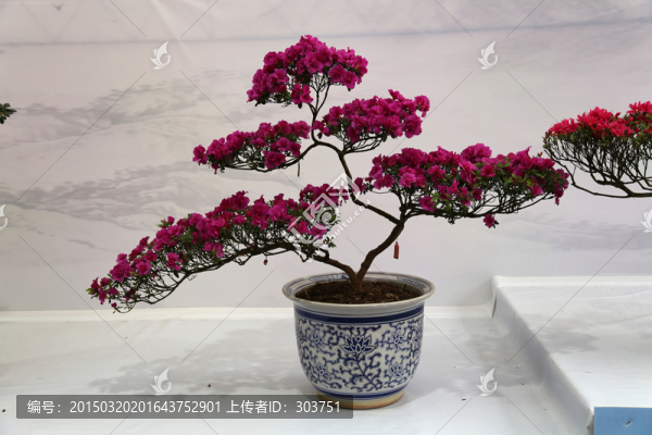 盆栽