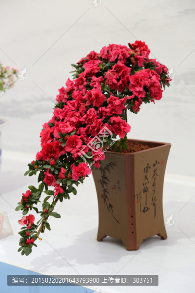楊梅紅杜鵑