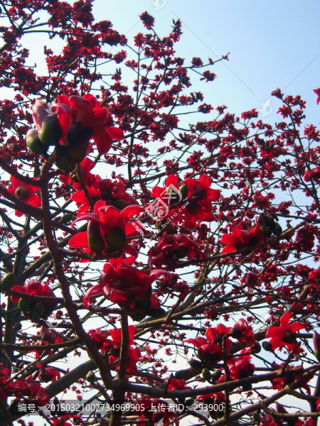 木棉花開紅勝火
