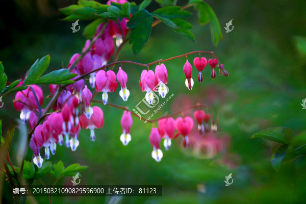 荷包牡丹