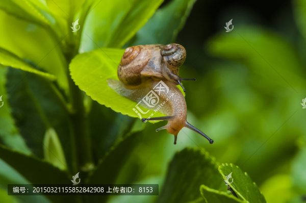 蝸牛