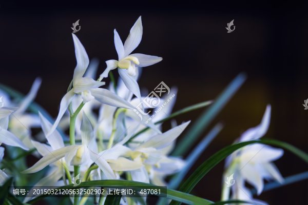 蘭草花