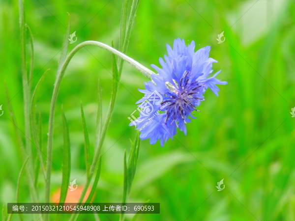藍色的花