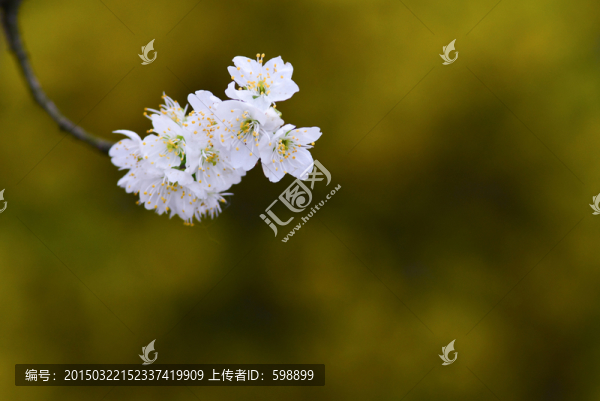 白梨花