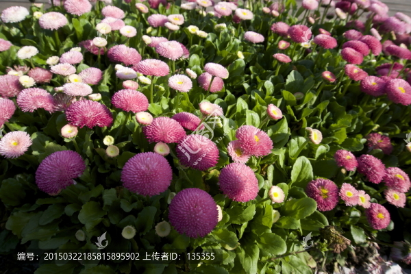 粉色系花