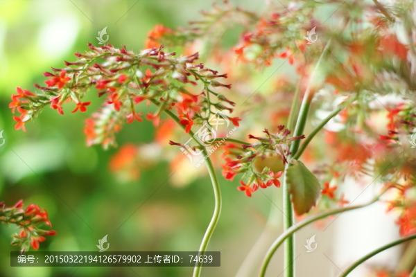 花草