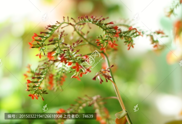 花草