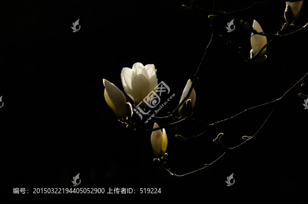 玉蘭花,白玉蘭