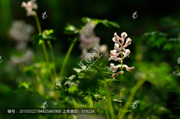 婆婆納花