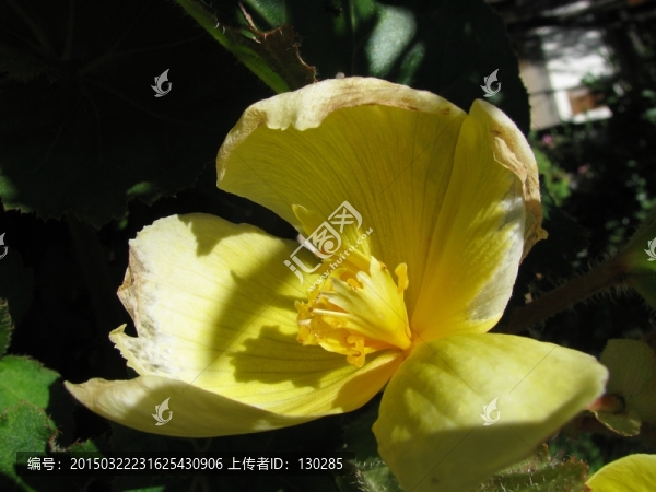 黃花