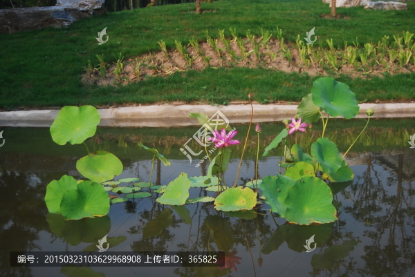 荷花
