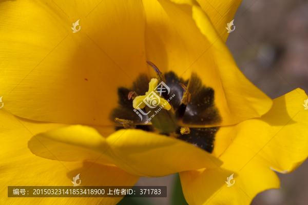 郁金香花