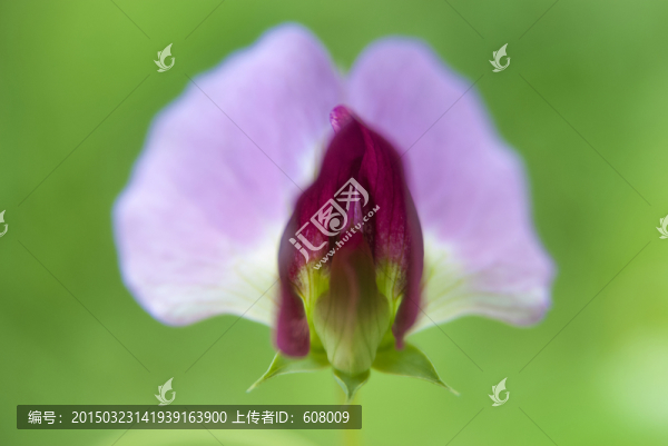 豌豆花