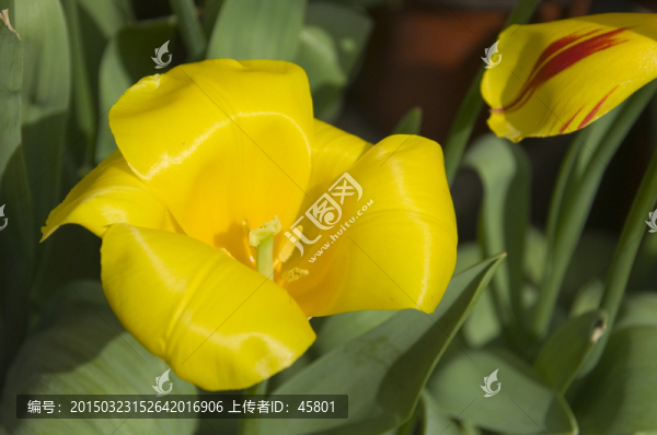 郁金香