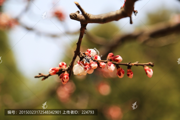獨樹一枝
