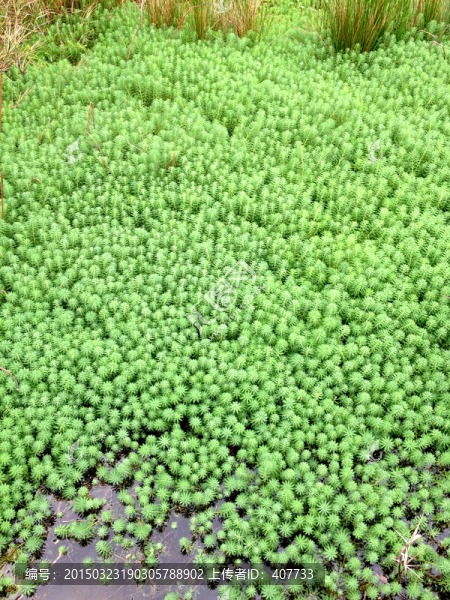 水生植物