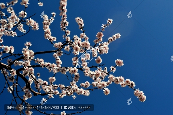 櫻花