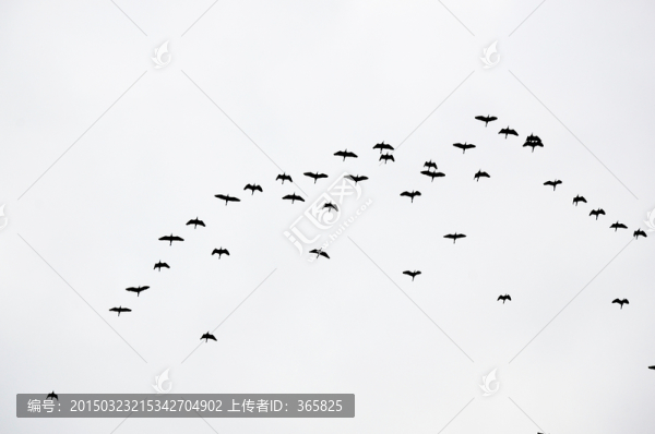 大雁