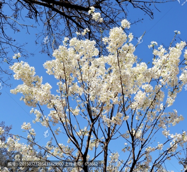 櫻花