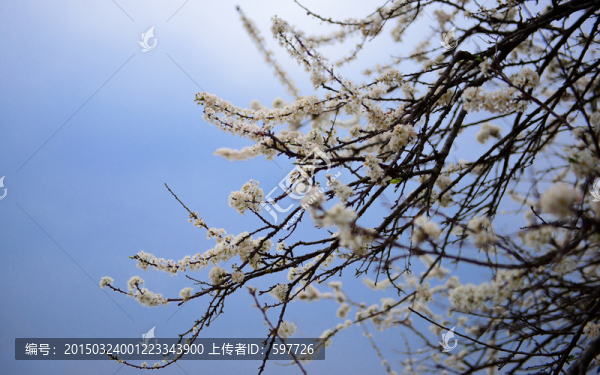 藍天白云李花