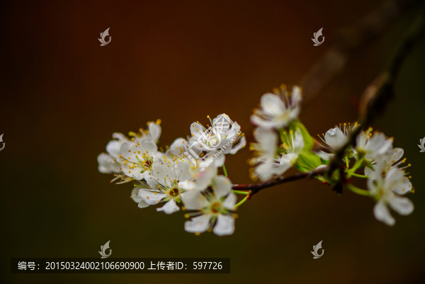李花