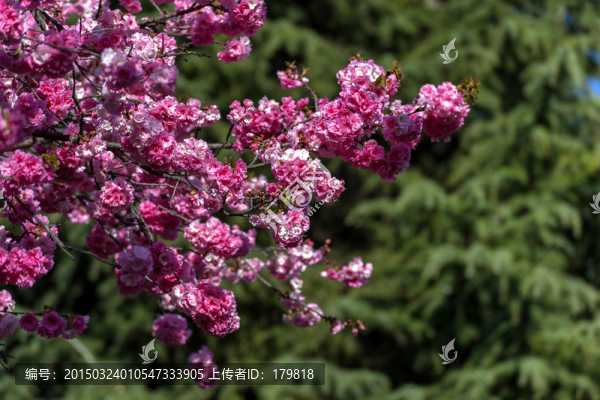 櫻花