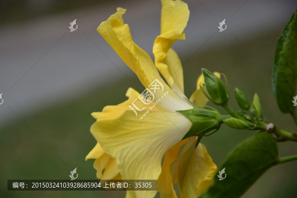 公園植物花朵