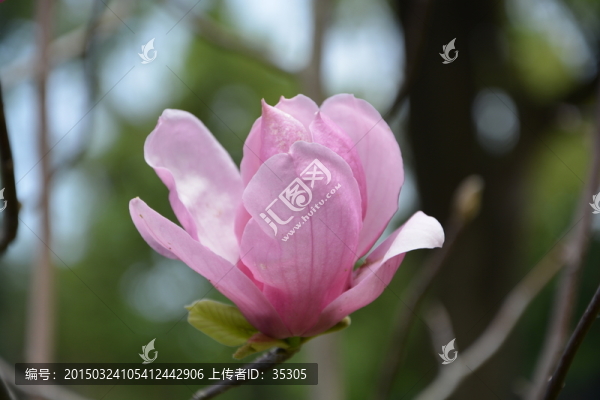 一朵玉蘭花