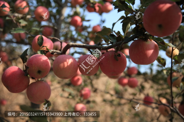 蘋果