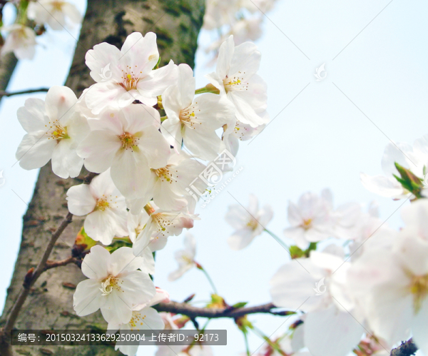 櫻花