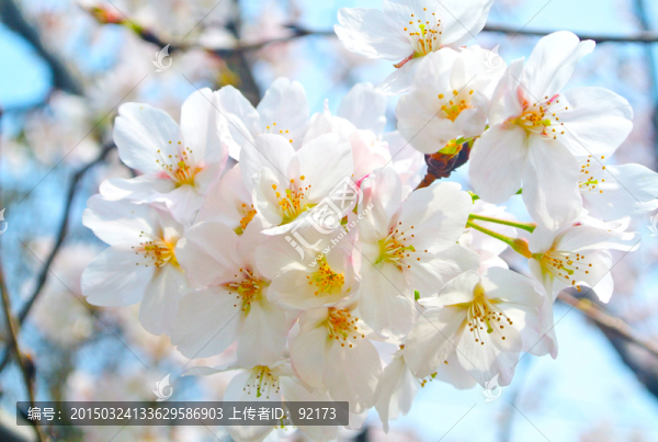 櫻花