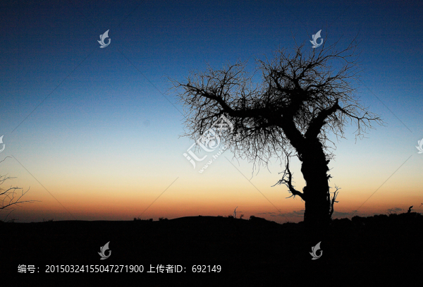 暮色中的胡楊