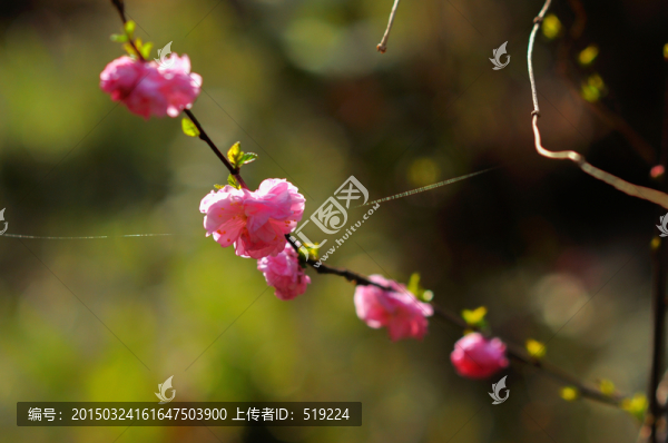梅花迎春