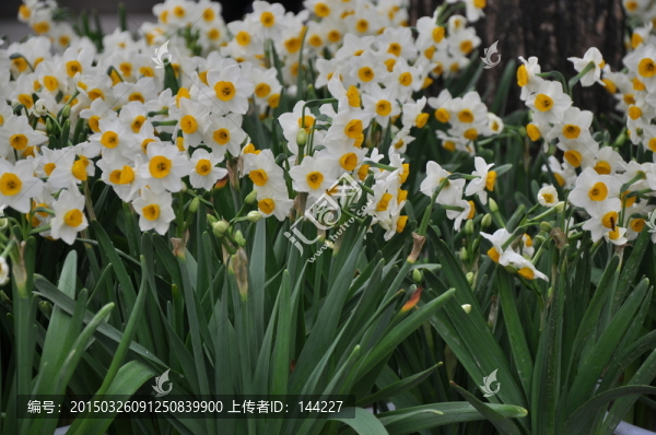 水仙花