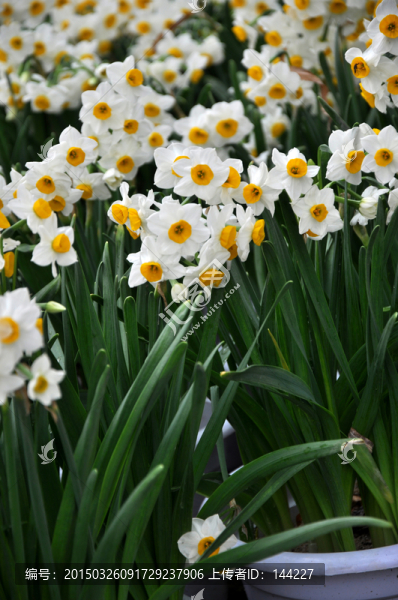 水仙花